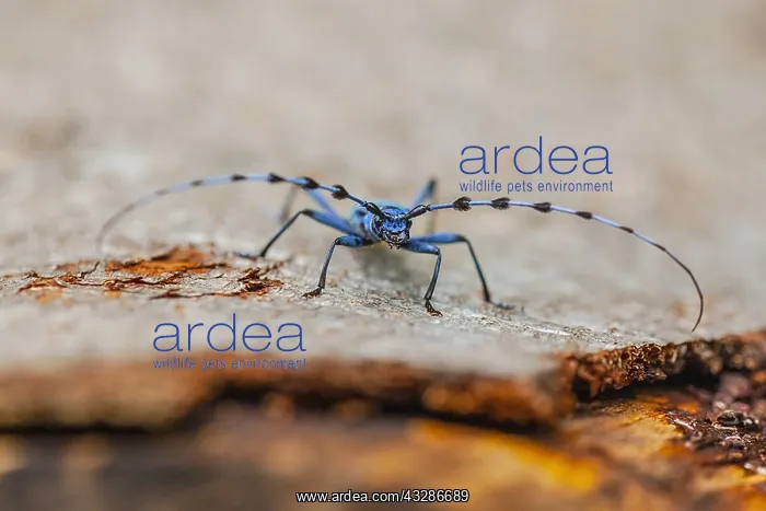 : Rosalia longicorn - front view of an adult beetle : Rosalia longicorn - front view of an adult beetle