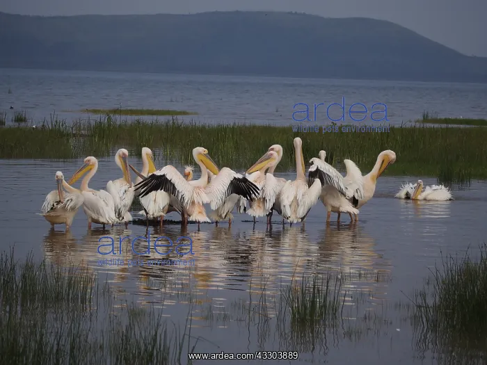 : Rosapelikan, White Pelican, Pelecanus onocrotalus : Rosapelikan, White Pelican, Pelecanus onocrotalus