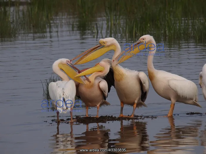 : Rosapelikan, White Pelican, Pelecanus onocrotalus : Rosapelikan, White Pelican, Pelecanus onocrotalus