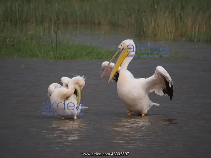: Rosapelikan, White Pelican, Pelecanus onocrotalus : Rosapelikan, White Pelican, Pelecanus onocrotalus