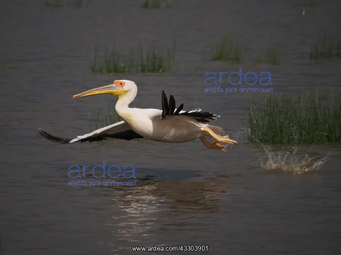 : Rosapelikan, White Pelican, Pelecanus onocrotalus : Rosapelikan, White Pelican, Pelecanus onocrotalus