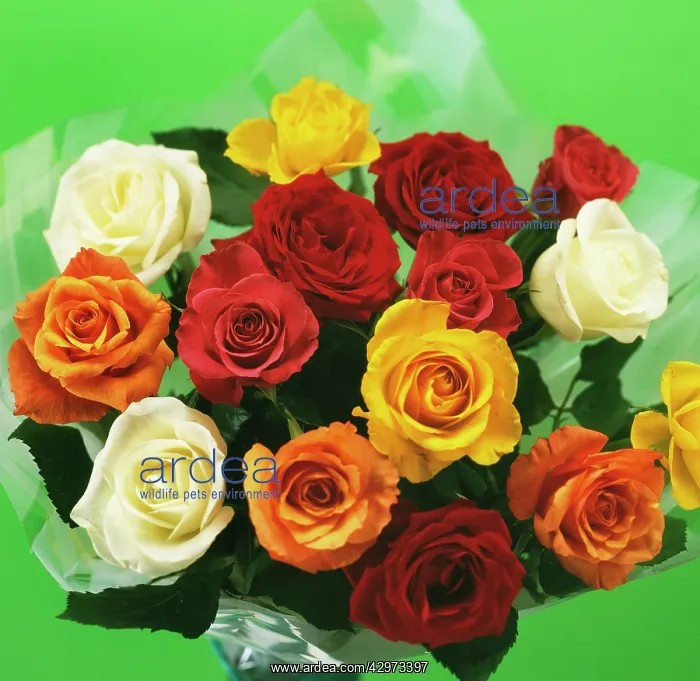 : Rose : Rose