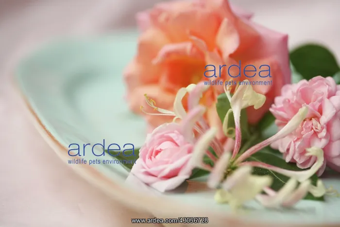 : Rose : Rose