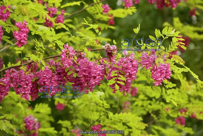  : Rose Acacia or Bristly locust - in flower