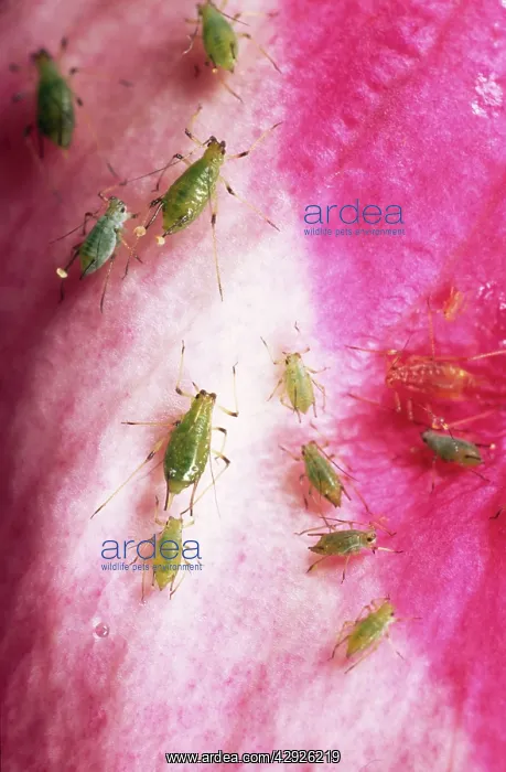  : Rose Aphid
