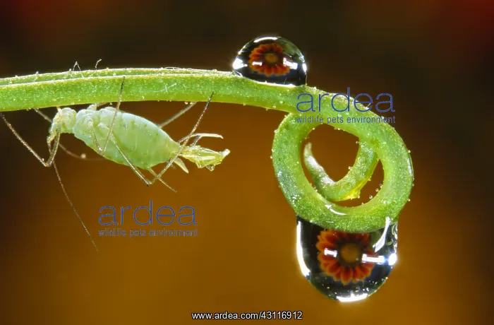 : Rose Aphid : Rose Aphid