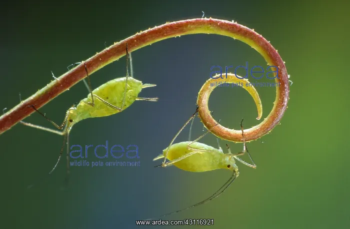 : Rose Aphid : Rose Aphid