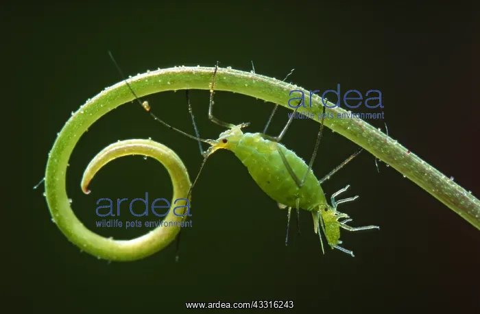 : Rose Aphid : Rose Aphid