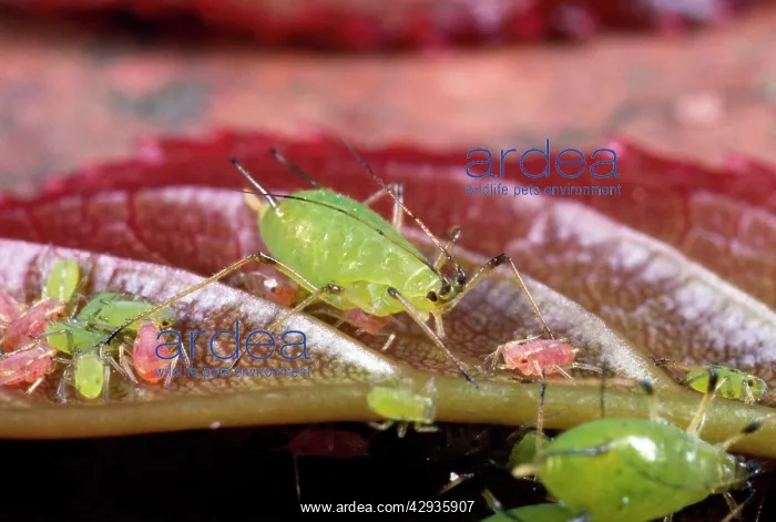 : ROSE APHID / Greenfly - female with young : ROSE APHID / Greenfly - female with young