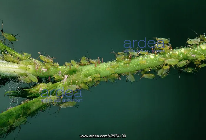: Rose Aphid - Producing honeydew : Rose Aphid - Producing honeydew