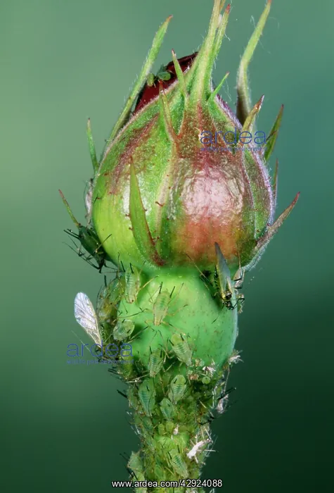 : Rose Aphids : Rose Aphids