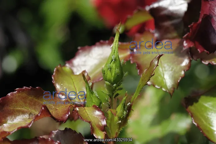 : Rose aphids : Rose aphids