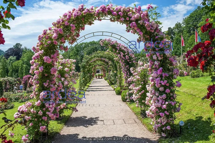 : Rose arches in the Rose Garden, Rosenneuheitengarten : Rose arches in the Rose Garden, Rosenneuheitengarten