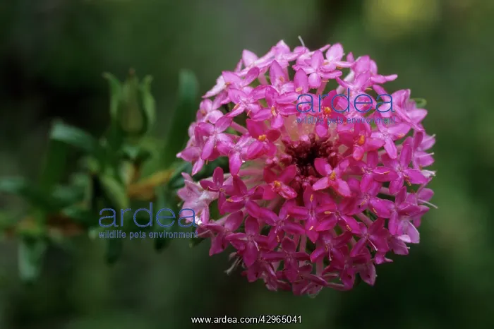 : Rose Banjine : Rose Banjine
