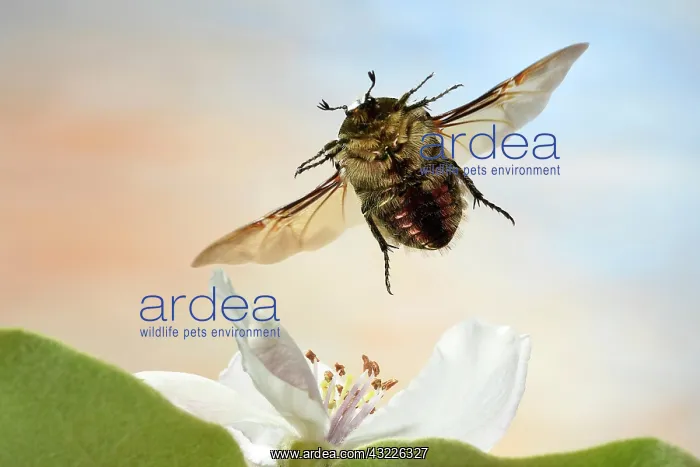 : Rose beetle (Cetonia aurata), in flight, apple quince : Rose beetle (Cetonia aurata), in flight, apple quince