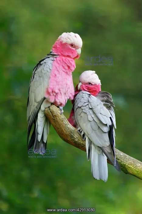 : Rose-breasted Cockatoo / Galah - pair on branch : Rose-breasted Cockatoo / Galah - pair on branch