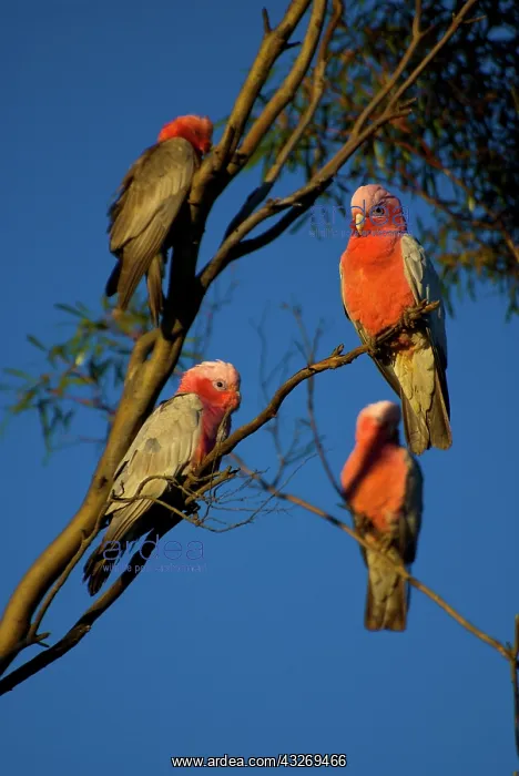: Four Rose Breasted Cockatoos sit in a tree : Four Rose Breasted Cockatoos sit in a tree