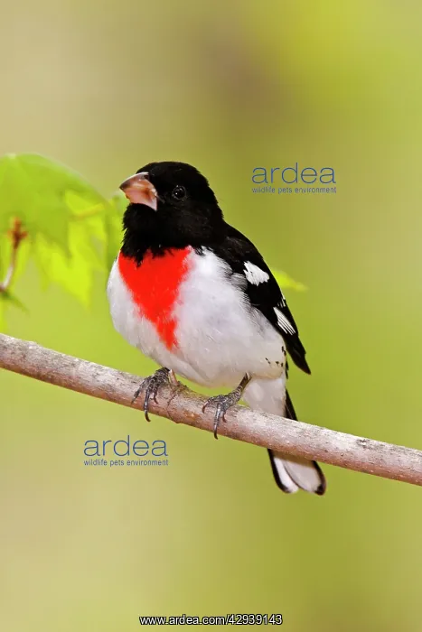 : Rose-breasted Grosbeak : Rose-breasted Grosbeak
