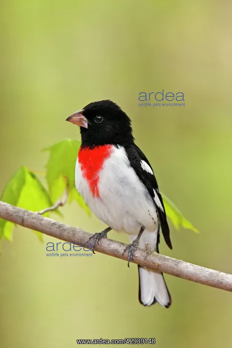 : Rose-breasted Grosbeak : Rose-breasted Grosbeak