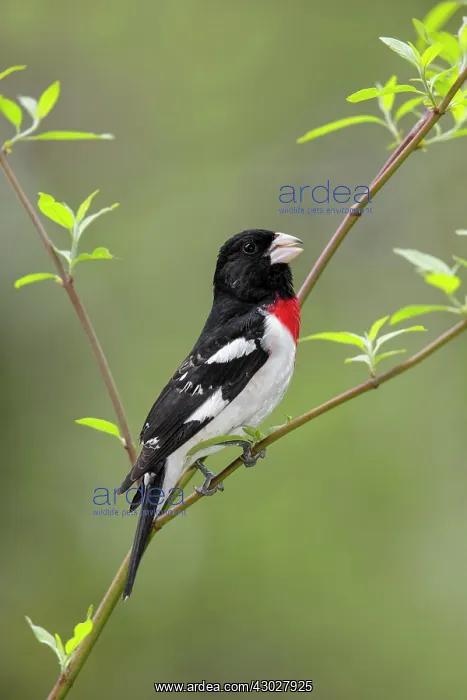 : Rose-breasted Grosbeak : Rose-breasted Grosbeak