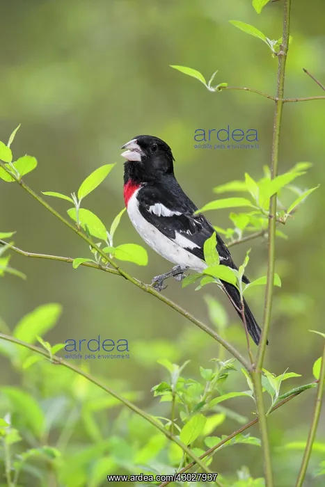 : Rose-breasted Grosbeak : Rose-breasted Grosbeak