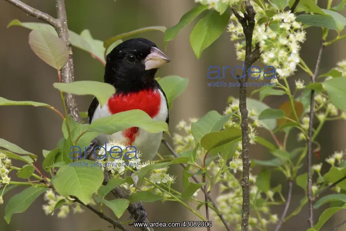 : Rose-Breasted Grosbeak : Rose-Breasted Grosbeak