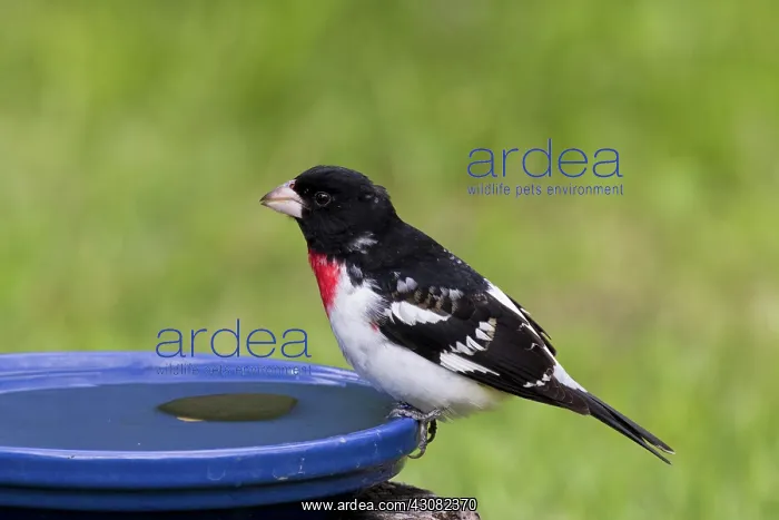 : Rose-Breasted Grosbeak : Rose-Breasted Grosbeak