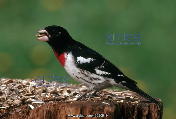 : Rose-breasted Grosbeak : Rose-breasted Grosbeak