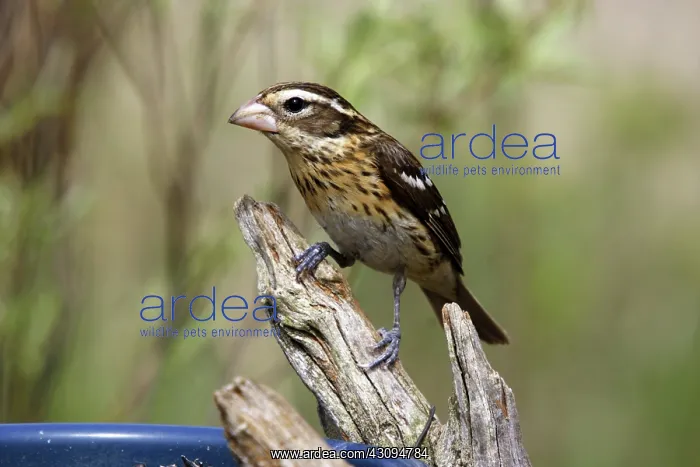 : Rose-breasted grosbeak : Rose-breasted grosbeak