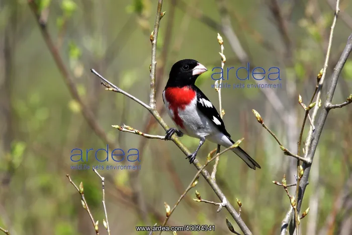 : Rose-Breasted Grosbeak : Rose-Breasted Grosbeak