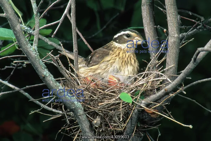 : Rose-Breasted Grosbeak : Rose-Breasted Grosbeak