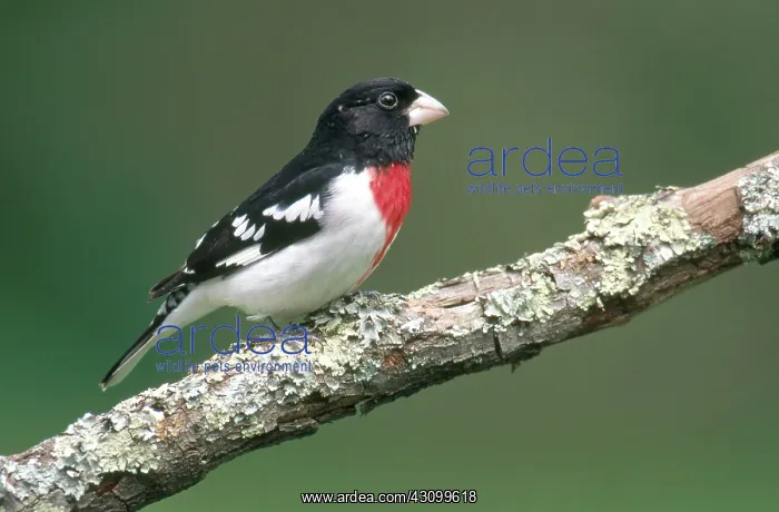 : Rose-Breasted Grosbeak : Rose-Breasted Grosbeak