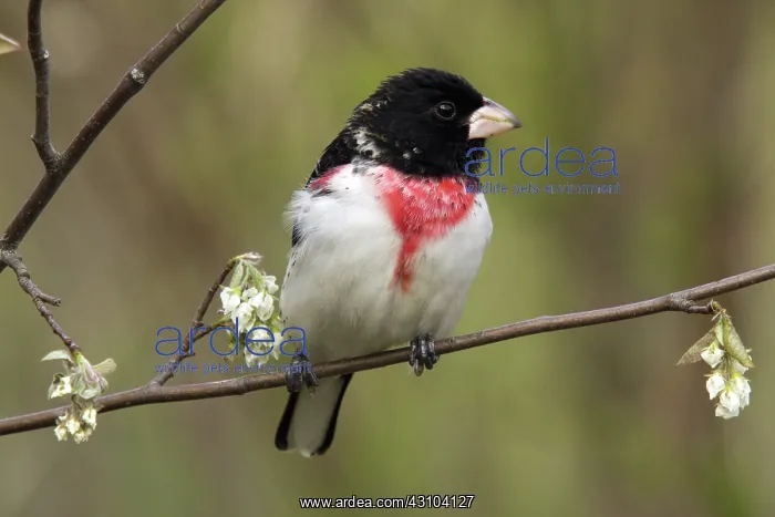 : Rose-Breasted Grosbeak : Rose-Breasted Grosbeak