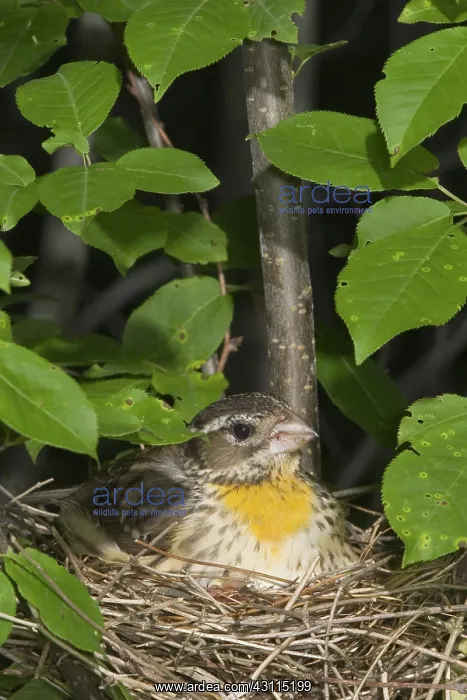 : Rose-breasted Grosbeak : Rose-breasted Grosbeak