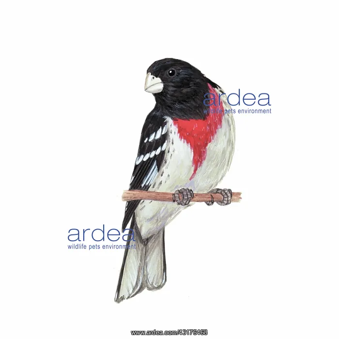 : Rose-breasted grosbeak : Rose-breasted grosbeak