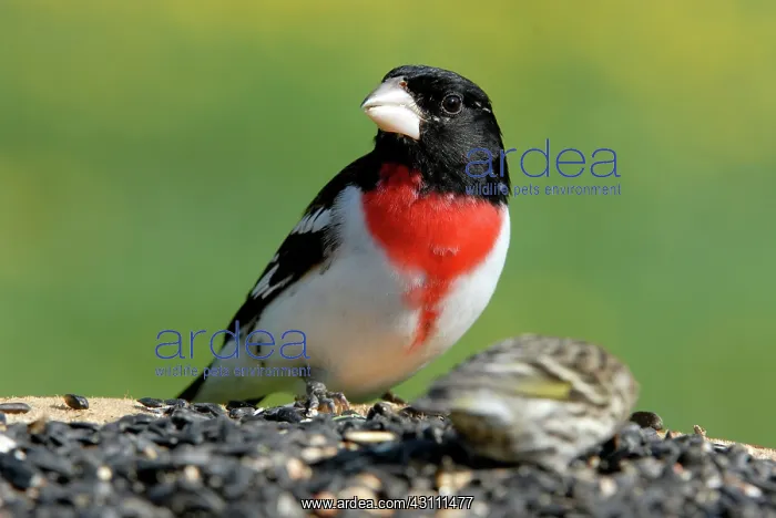 : Rose-breasted Grosbeak at birdfeeder : Rose-breasted Grosbeak at birdfeeder