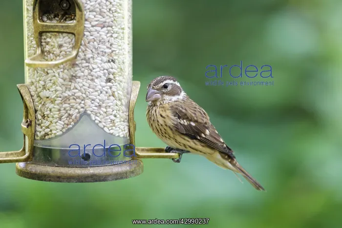 : Rose-breasted Grosbeak - feeding at backyard bird feeder fil : Rose-breasted Grosbeak - feeding at backyard bird feeder fil