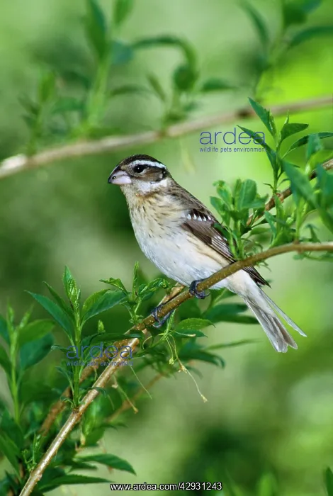 : Rose-breasted Grosbeak - female : Rose-breasted Grosbeak - female
