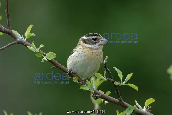 : Rose-breasted Grosbeak female : Rose-breasted Grosbeak female