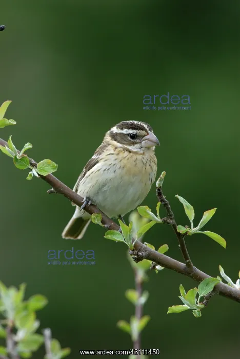 : Rose-breasted Grosbeak female : Rose-breasted Grosbeak female