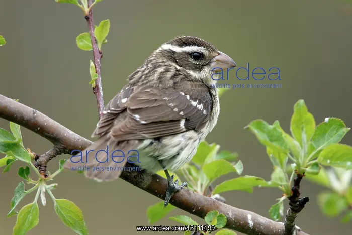 : Rose-breasted Grosbeak female : Rose-breasted Grosbeak female