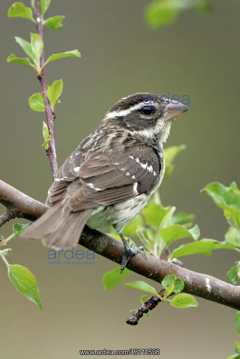: Rose-breasted Grosbeak female : Rose-breasted Grosbeak female