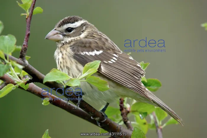: Rose-breasted Grosbeak female : Rose-breasted Grosbeak female