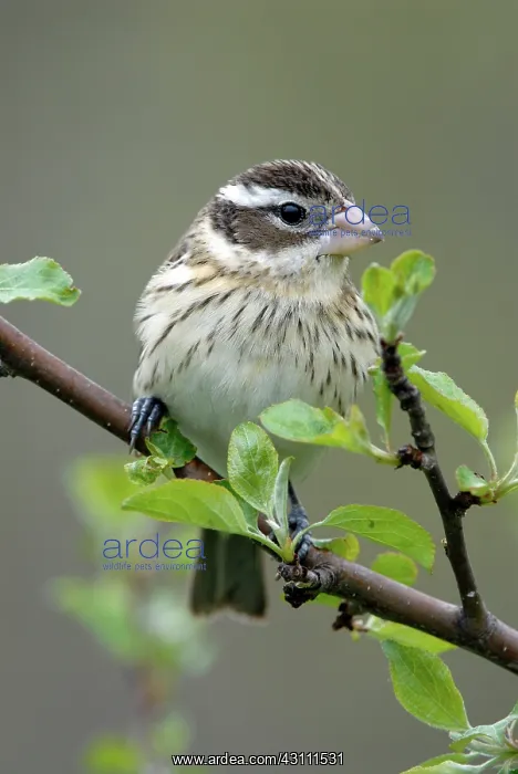 : Rose-breasted Grosbeak female : Rose-breasted Grosbeak female