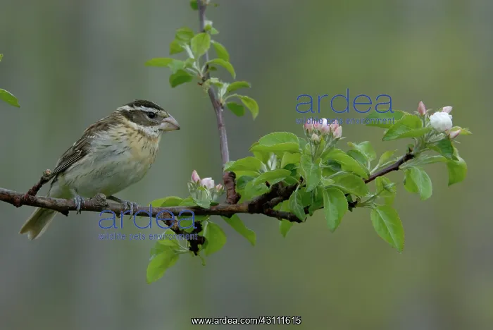 : Rose-breasted Grosbeak female : Rose-breasted Grosbeak female