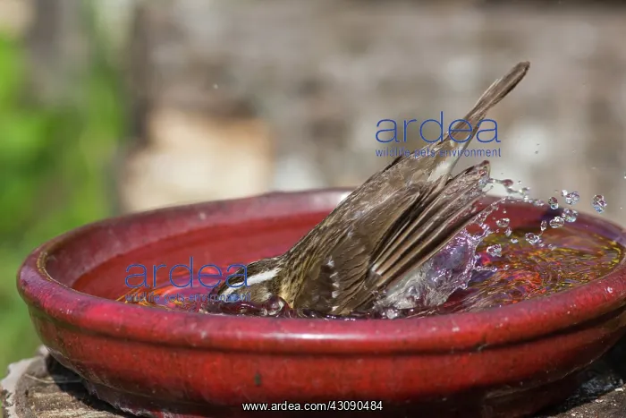  : Rose-breasted Grosbeak female at bird bath