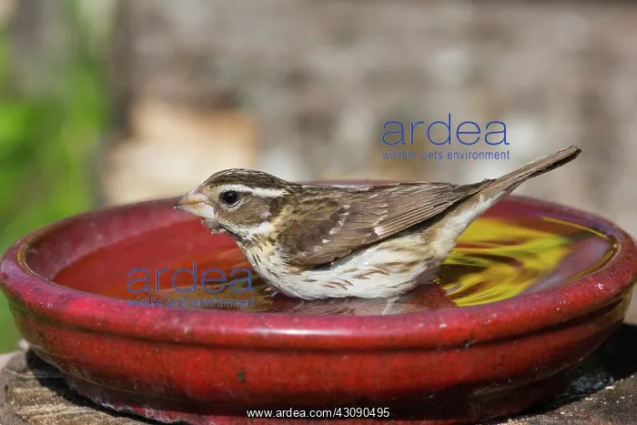 : Rose-breasted Grosbeak female at bird bath : Rose-breasted Grosbeak female at bird bath
