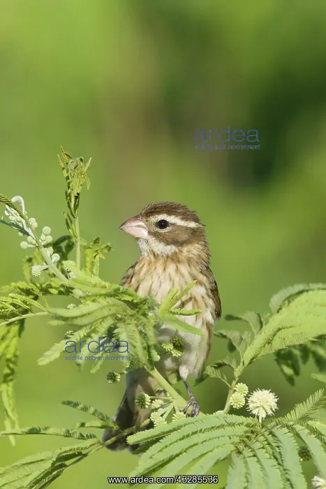 : Rose-breasted Grosbeak - female on migration : Rose-breasted Grosbeak - female on migration