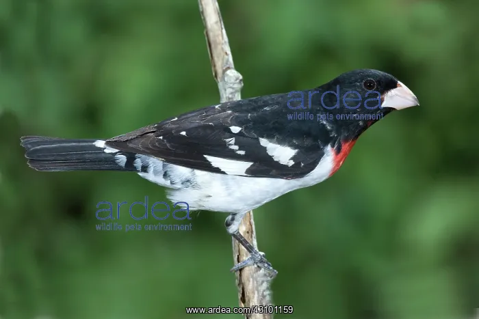 : Rose-breasted Grosbeak male : Rose-breasted Grosbeak male