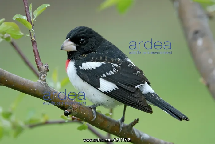: Rose-breasted Grosbeak male : Rose-breasted Grosbeak male